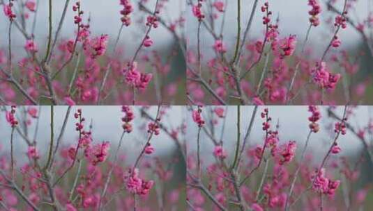 晴朗天气下西溪湿地盛开的梅花树与蜜蜂高清在线视频素材下载