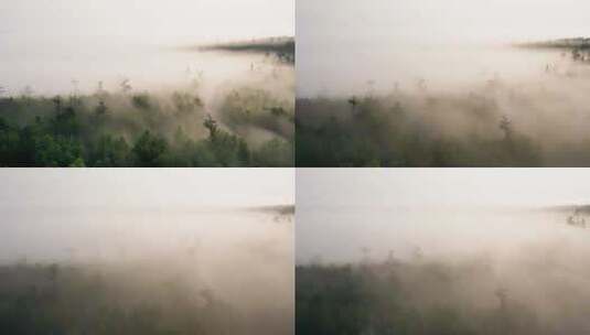 森林晨雾延时摄影高清在线视频素材下载