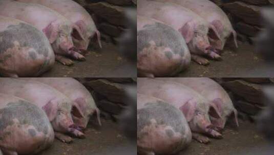 农村猪圈圈养两头乌猪高清在线视频素材下载