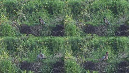 雉鸡在灌木草丛中抖翅鸣叫的视频，有原声高清在线视频素材下载