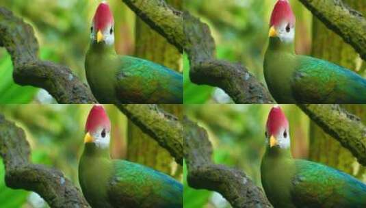 红冠乌拉科绿鸟与红头在自然栖息地高清在线视频素材下载