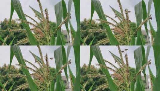 夏天玉米花上蜜蜂采花粉的场景高清在线视频素材下载
