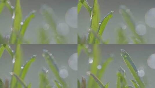 清新的晨露依附在充满活力的绿色草叶上，被高清在线视频素材下载
