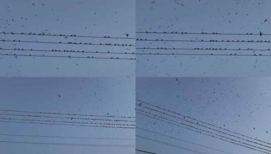 傍晚电线上成群的燕子飞来飞去飞鸟群鸟飞翔高清在线视频素材下载