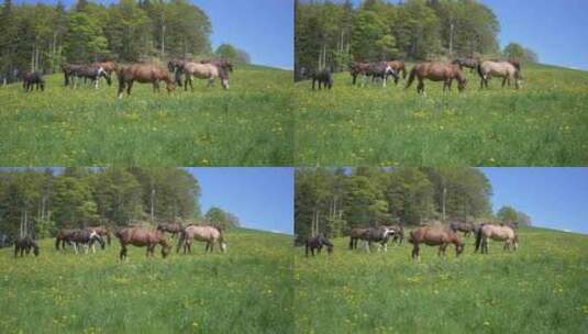 草原上马群在吃草高清在线视频素材下载