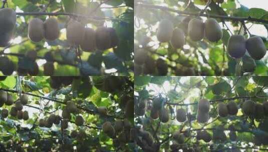 猕猴桃种植采摘丰收高清在线视频素材下载