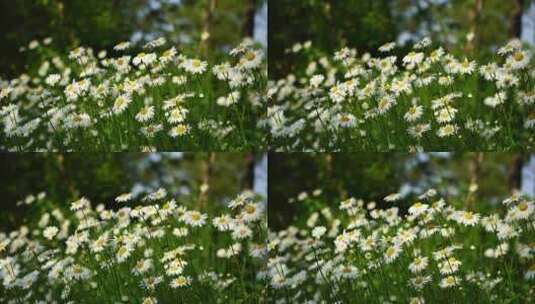 夏日阳光逆光唯美的雏菊花朵高清在线视频素材下载
