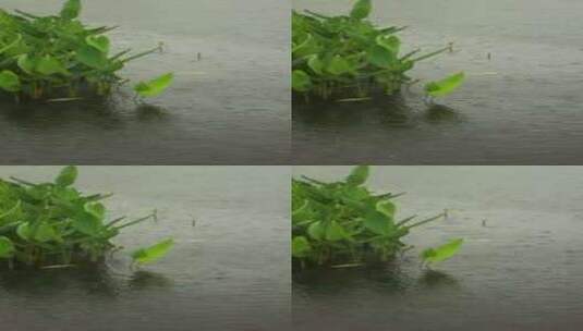 （慢镜）下雨天雨水落在湖面上水草摇曳高清在线视频素材下载