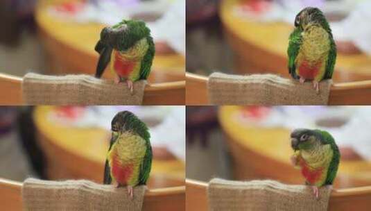 站在椅背围巾上的一只漂亮鹦鹉特写高清在线视频素材下载