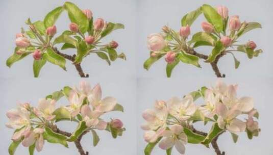 白色的Apple Blossom Tim高清在线视频素材下载