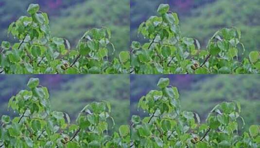 夏季下雨天山林植物树叶水珠特写高清在线视频素材下载