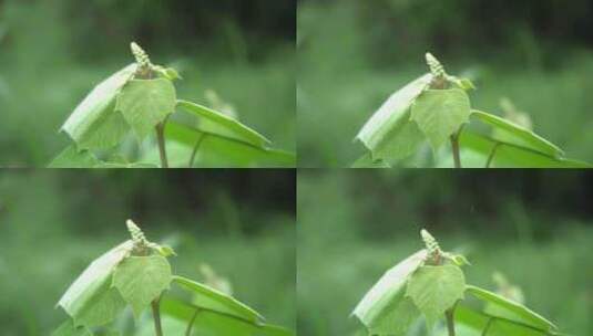 植物绿叶生机勃勃高清在线视频素材下载