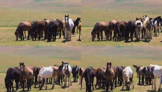 内蒙古乌兰察布草原、锡林郭勒草原上的马儿高清在线视频素材下载