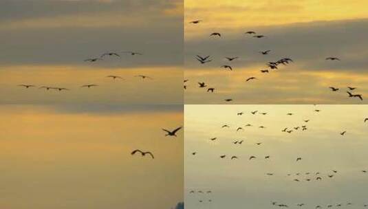 夕阳下鸟群迁移高清在线视频素材下载