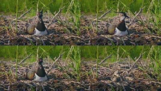 北Lapwing，鸟，巢，蛋高清在线视频素材下载