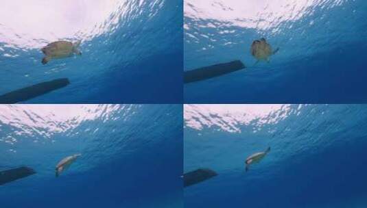 海龟，海洋，海洋生物，水下高清在线视频素材下载