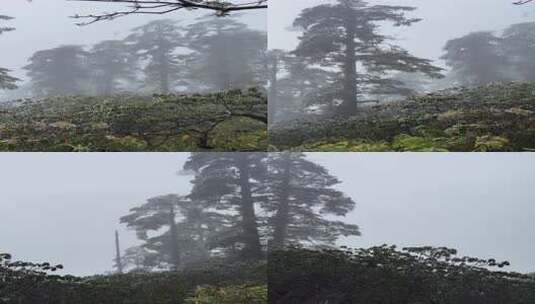 瓦屋山秋冬季云雾缭绕的景色高清在线视频素材下载