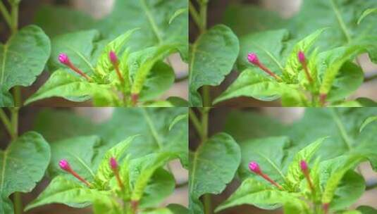 牵牛花 草本植物 喇叭花 大牵牛 旋花科高清在线视频素材下载