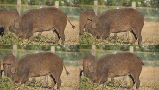 野猪 野猪养殖 猪 中国黑猪高清在线视频素材下载