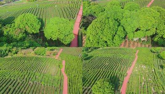 航拍清晨阳光照射下惠州博罗柏塘茶叶种植园高清在线视频素材下载