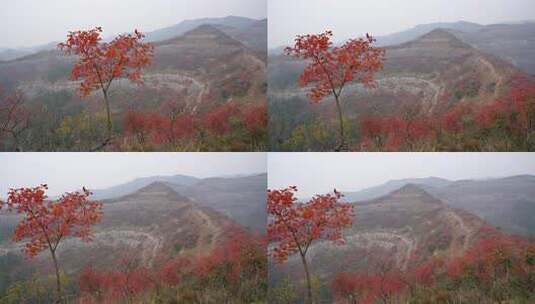 相机摄4K高清湖北宜昌柳林万金山红叶2高清在线视频素材下载