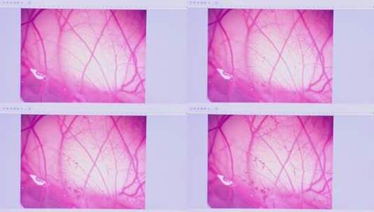 显微镜下的鸡胚实验高清在线视频素材下载