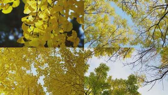 风秋天秋风微风快切快节奏片头情绪意境空镜高清在线视频素材下载