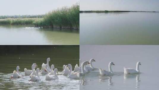 宁夏银川鸣翠湖水鸟高清在线视频素材下载