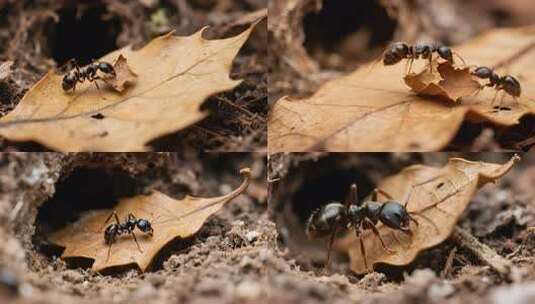 蚂蚁搬运枯叶特写高清在线视频素材下载