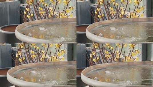 盆栽腊梅与结冰水盆特写高清在线视频素材下载