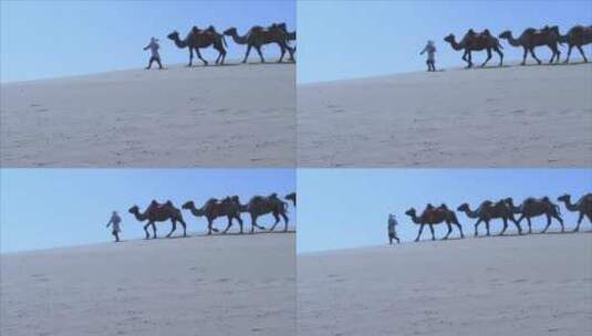 宁夏 骆驼队在沙漠天际线行走 后侧中景高清在线视频素材下载