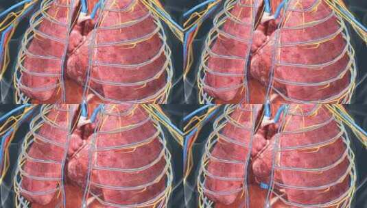 三维人体 医学动画 肺部 心脏 三维动画高清在线视频素材下载