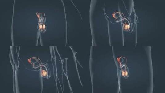 男性生殖器官内生殖器阴囊附睾睾丸输精管高清在线视频素材下载