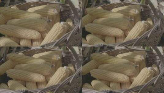 东北农村收玉米LOG高清在线视频素材下载