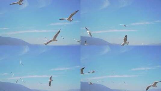 大理洱海上蓝天白云下飞翔的海鸥高清在线视频素材下载