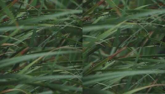威海里口山张村河里的菖蒲叶子高清在线视频素材下载