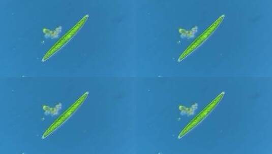 显微镜下的微观世界微生物 新月藻5高清在线视频素材下载