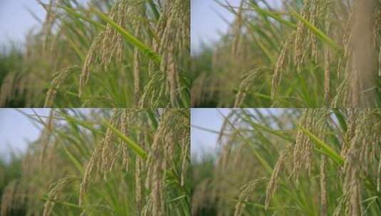 水稻丰收秋色升格空境高清在线视频素材下载