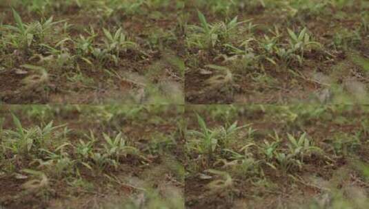 农田秧苗春季耕种高清在线视频素材下载