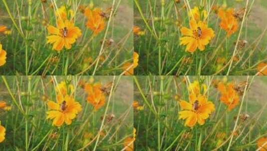 小蜜蜂在黄色的花朵上采蜜高清在线视频素材下载