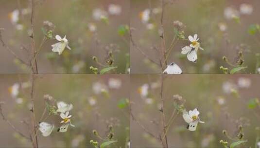 飞向花朵的白色蝴蝶高清在线视频素材下载