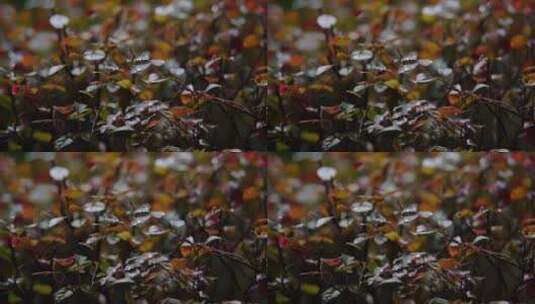 慢镜头-雨滴落在雨林绿叶上唯美空镜高清在线视频素材下载
