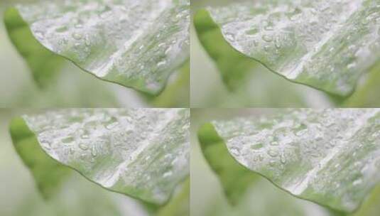 雨天叶子水滴露珠唯美意境高清在线视频素材下载