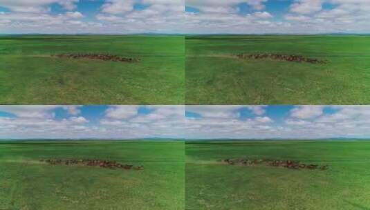 内蒙古大草原奔跑的马群高清在线视频素材下载