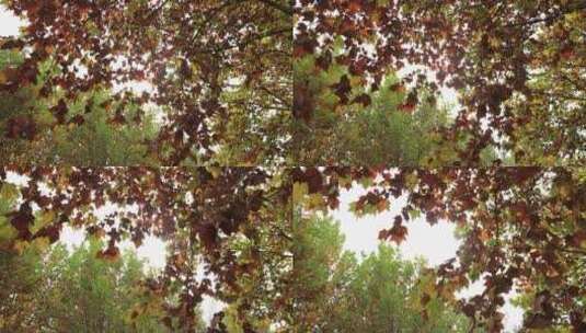 秋季枫树黄叶子高清在线视频素材下载