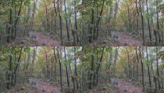 秋天山林中的小路高清在线视频素材下载
