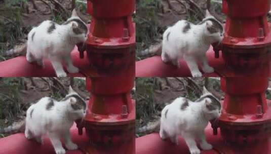 城市街头可爱流浪猫喝水镜头高清在线视频素材下载