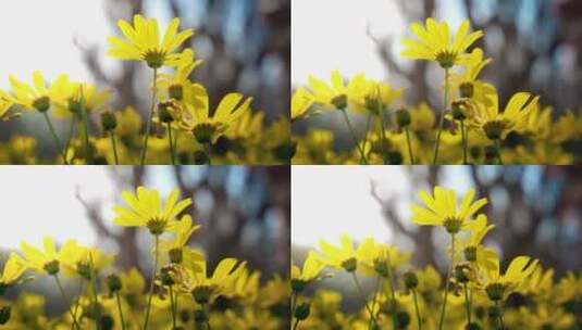 春天阳光下盛开的黄金菊高清在线视频素材下载