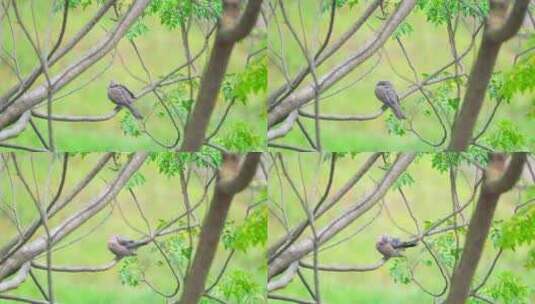 南方乡村苦楝树上栖息的珠颈斑鸠高清在线视频素材下载