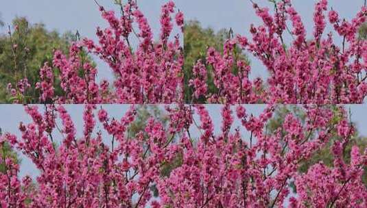 春暖花开桃花盛开高清在线视频素材下载